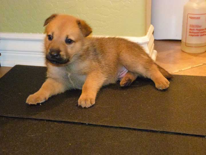 chinook dog